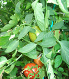 自家菜園で育つトマト